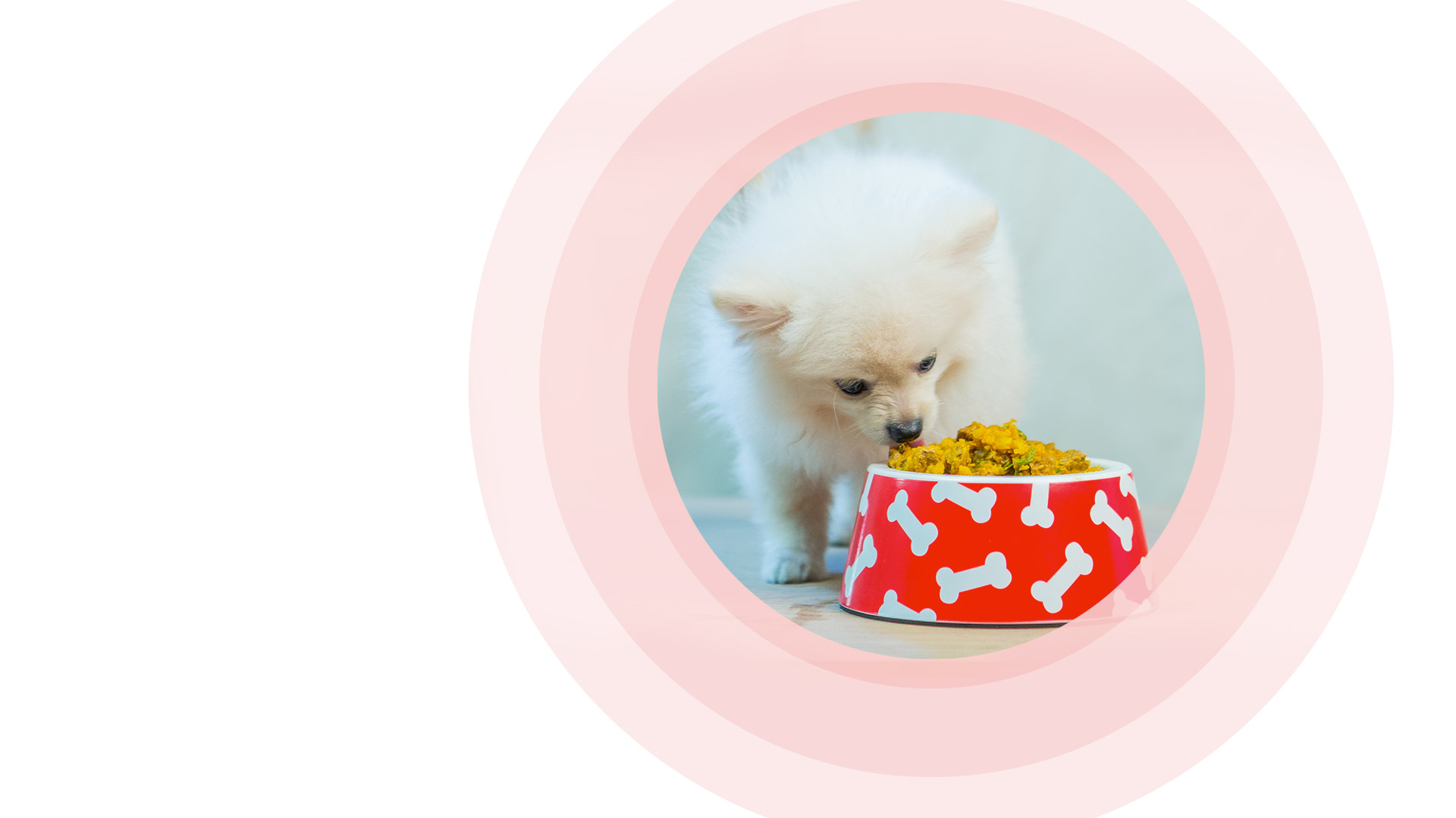 Alimentação natural boa pra cachorro: receitas para seu pet